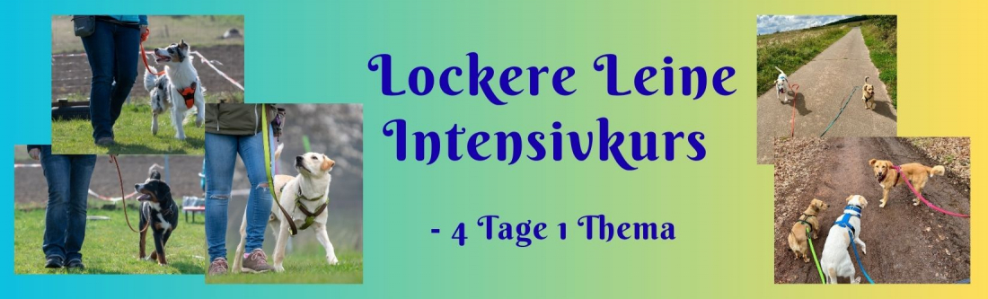 Lockere Leine - Intensivkurs